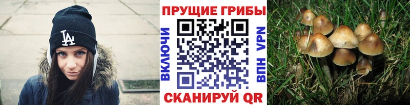 Псилоцибиновые грибы мицелий  наркота  Шахунья 